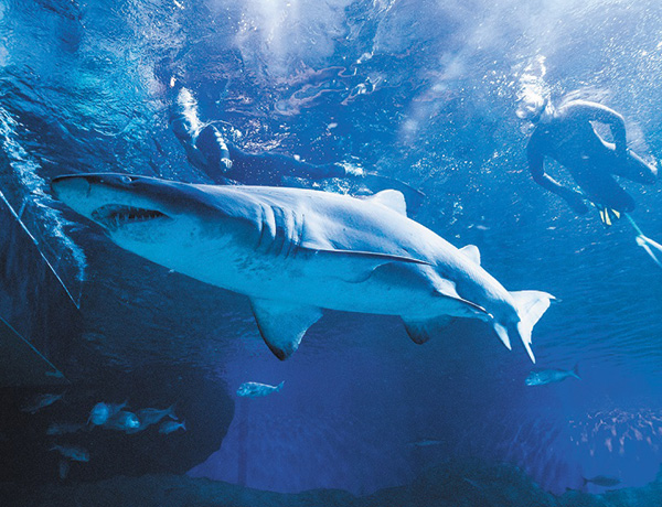 Shark in AQWA aquarium.