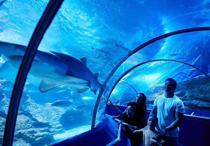 A family observing a shark in the tank at AQWA.