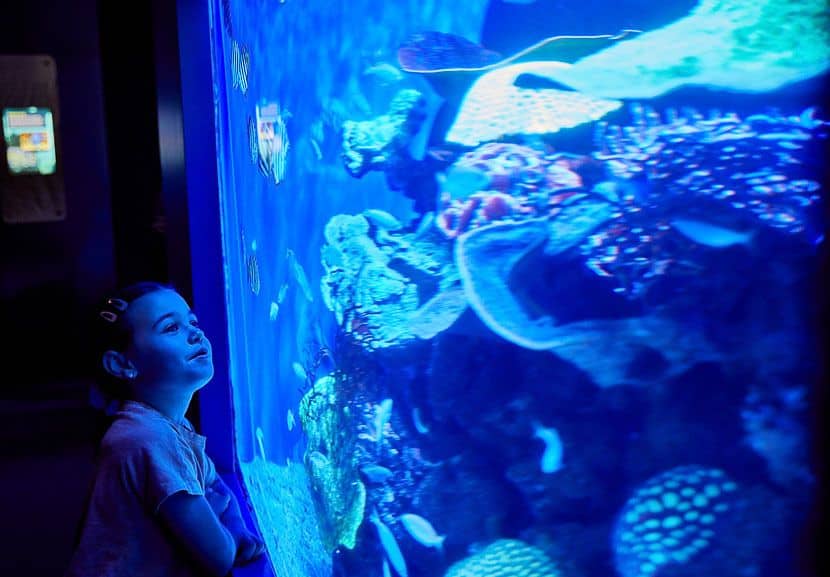 A girl admiring the fish in a tank at AQWA.