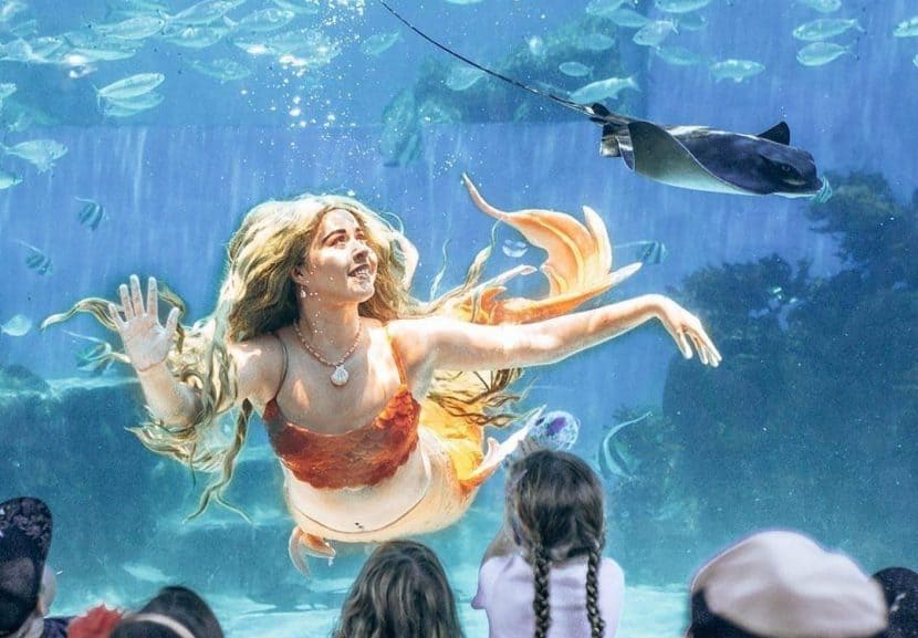 Mermaid swimming in a tank with marine life.